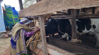 Gongali Village Camp (Home Stay)